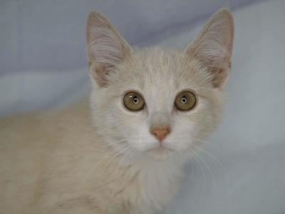 A close-up of a light-colored cat with green eyes, looking directly at the camera.