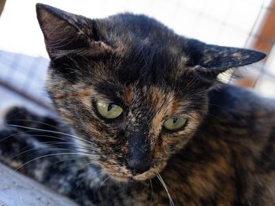 Watcher, adult, available for adoption