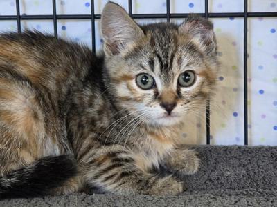 BARN CATS (Juveniles), young, available for adoption
