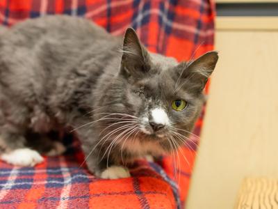 Plumeria, senior, available for adoption