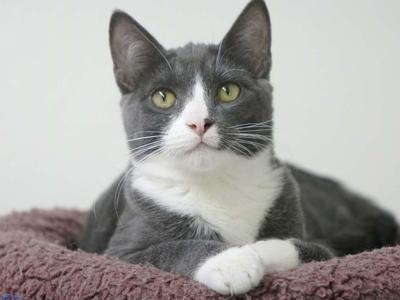 Forest, kitten, available for adoption