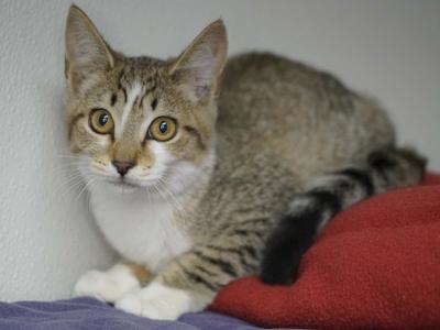 Diamond, kitten, available for adoption