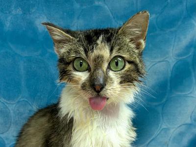 Winston, young, available for adoption