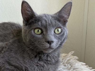 A gray cat with green eyes looking directly at the camera.