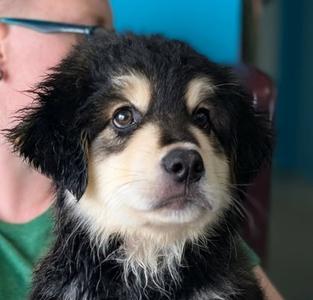 Flounder, Great Pyrenees and Alaskan Malamute, puppy, available for adoption