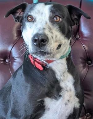 Kamari, Labrador Retriever Mix, young, available for adoption