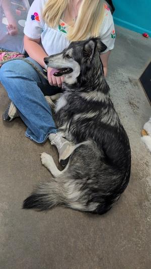 Athena, Siberian Husky Mix, adult, available for adoption