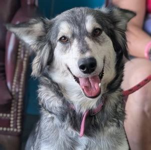 Athena, Siberian Husky Mix, adult, available for adoption
