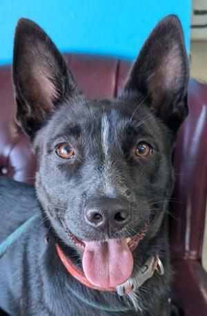 A black dog with pointed ears and a pink tongue sticking out, wearing a red collar, sitting on a brown leather chair against a blue background.