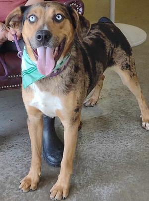 A tan and black merle dog with bright blue eyes and a green bandana around its neck stands with its tongue hanging out.