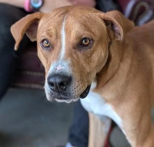 Compton, Labrador Retriever Mix, adult, available for adoption
