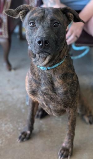A brindle-colored dog with a blue collar standing on a concrete surface, looking directly at the camera.