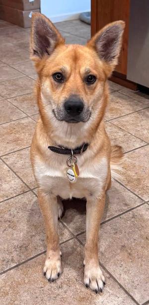 A brown dog with pointed ears and a black collar, sitting on a tiled floor.