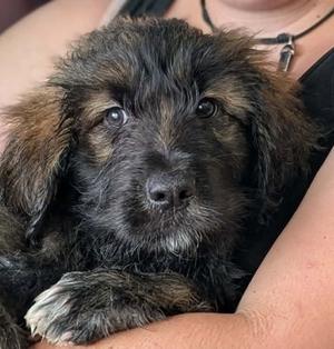 Esmeralda, Great Pyrenees and Alaskan Malamute, puppy, available for adoption