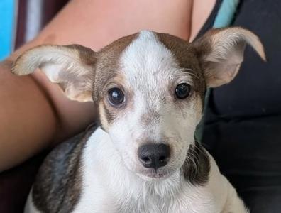 Gimli, Chihuahua - Smooth Coated and Rat Terrier, puppy, available for adoption