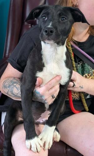 Jinhu, Border Collie Mix, puppy, available for adoption