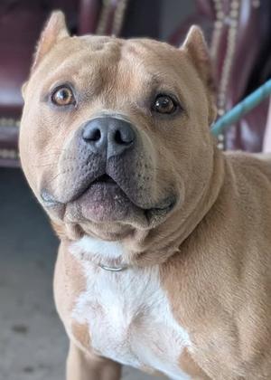 A close-up of a brown and white dog with a muscular build, looking directly at the camera.