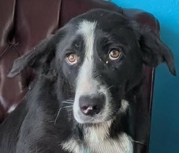 Desiree, Border Collie Mix, young, available for adoption