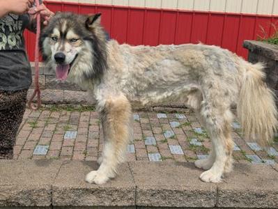 A Siberian Husky mix with a unique coat pattern being held on a leash by a person.