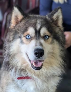 Kenai, Siberian Husky Mix, adult, available for adoption