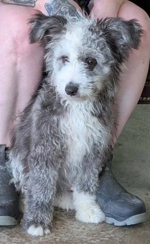 A small, fluffy dog with gray and white fur sitting on a person's lap. The dog has a black nose and dark eyes, and its ears are floppy. The person is wearing black boots and has tattoos on their leg.