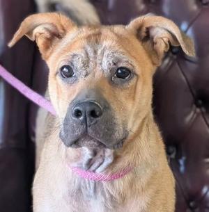 Fornell, Boxer Mix, young, available for adoption