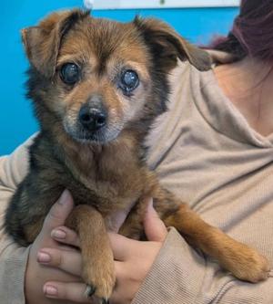 Blossom, Chihuahua - Long Haired Mix, senior, available for adoption