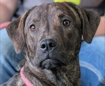 Coraline, Labrador Retriever Mix, young, available for adoption