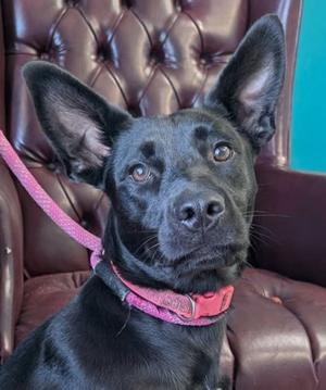 Raven, Australian Kelpie Mix, young, available for adoption