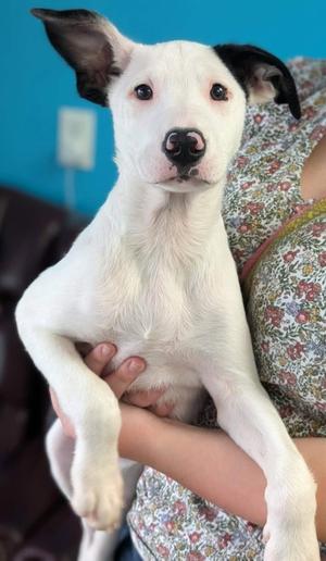 Mouch, Border Collie Mix, puppy, available for adoption
