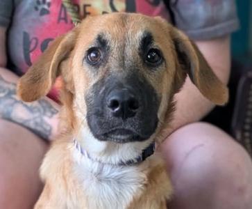 Lilith, Anatolian Shepherd Mix, young, available for adoption