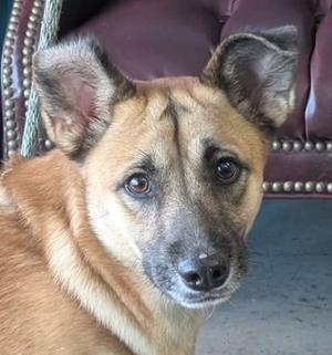 A close-up portrait of a tan dog looking directly at the camera with large dark eyes.