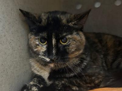 A close-up photo of a tortoiseshell cat looking at the camera.