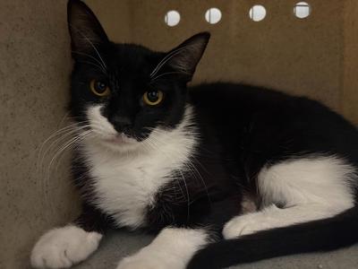 Effie, young, available for adoption