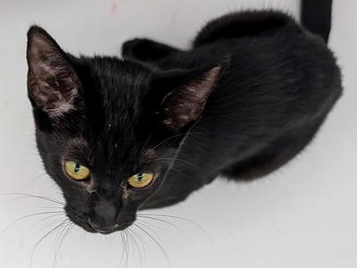 Hazel, available for adoption