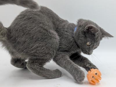 Freddie, available for adoption