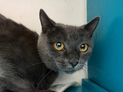 Ana, young, available for adoption