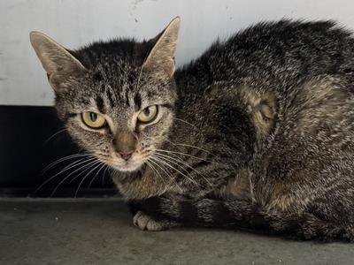 Biscuit, adult, available for adoption