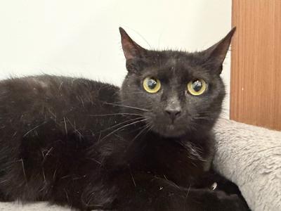 Mercury, young, available for adoption