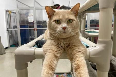 Shanna, available for adoption