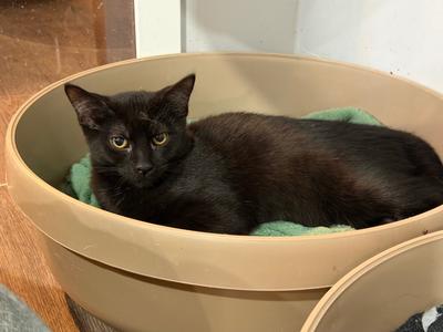 Garrett, available for adoption