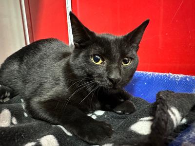 Sopaipilla, adult, available for adoption