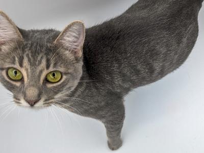 Elizabeth, young, available for adoption