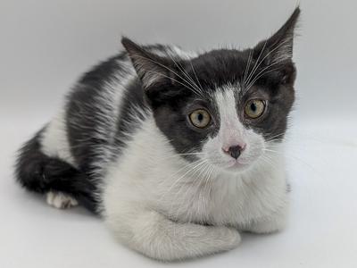 A black and white kitten lying on a white surface, looking directly at the camera with large green eyes.