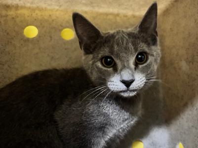 Kanga, available for adoption