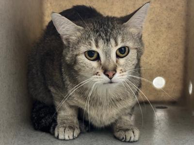 A tabby cat sitting inside a cardboard carrier box looking directly at the camera.
