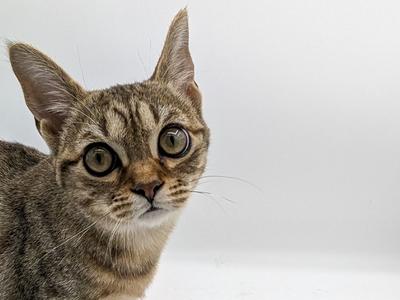 A close-up of a tabby cat with large, expressive eyes, looking directly at the camera against a plain white background.