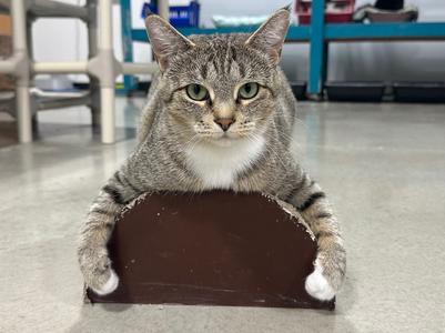 Grace, adult, available for adoption