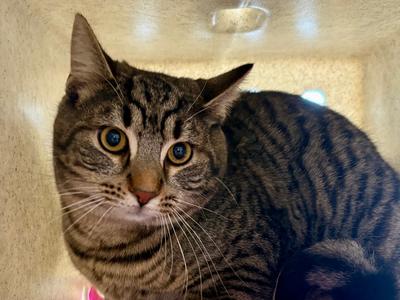 Fritzy, young, available for adoption