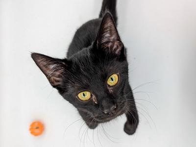 A black cat with bright yellow eyes looking up at the camera, standing on a white surface with an orange toy nearby.